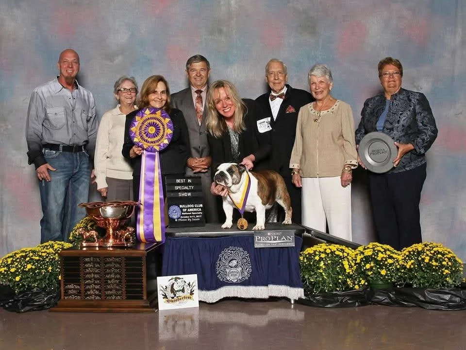 Annabelle’s Best in Specialty Show photo from the Bulldog Club of America National Specialty, October 2017