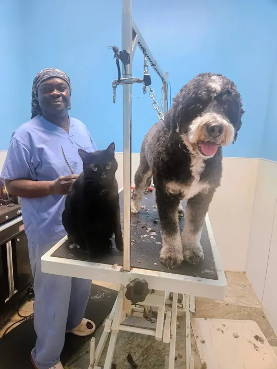 Groomer with a black-and-white doodle and the salon’s black cat