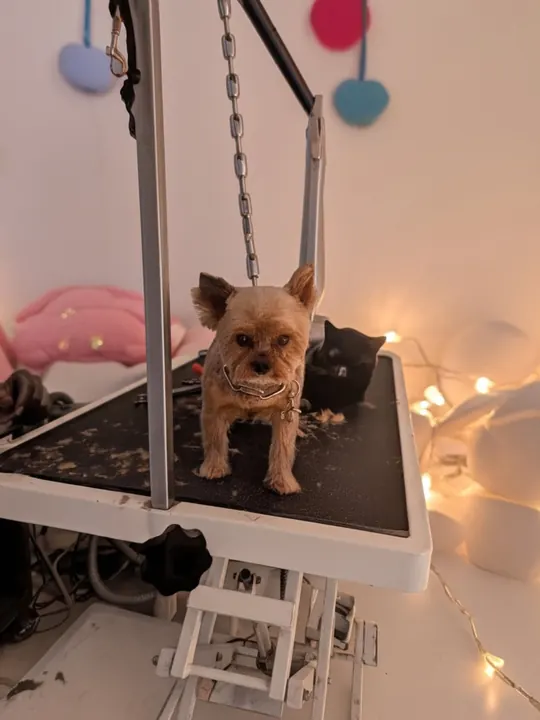 Yorkshire terrier standing on the grooming table after a groom
