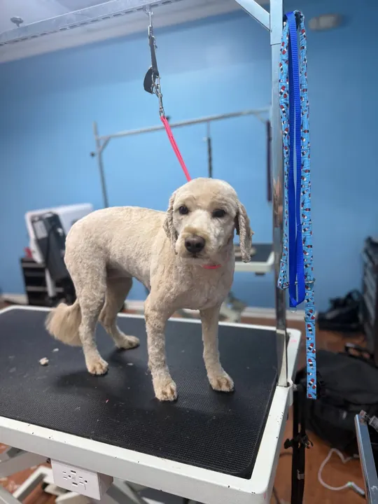 Cream poodle mix with a fresh short trim