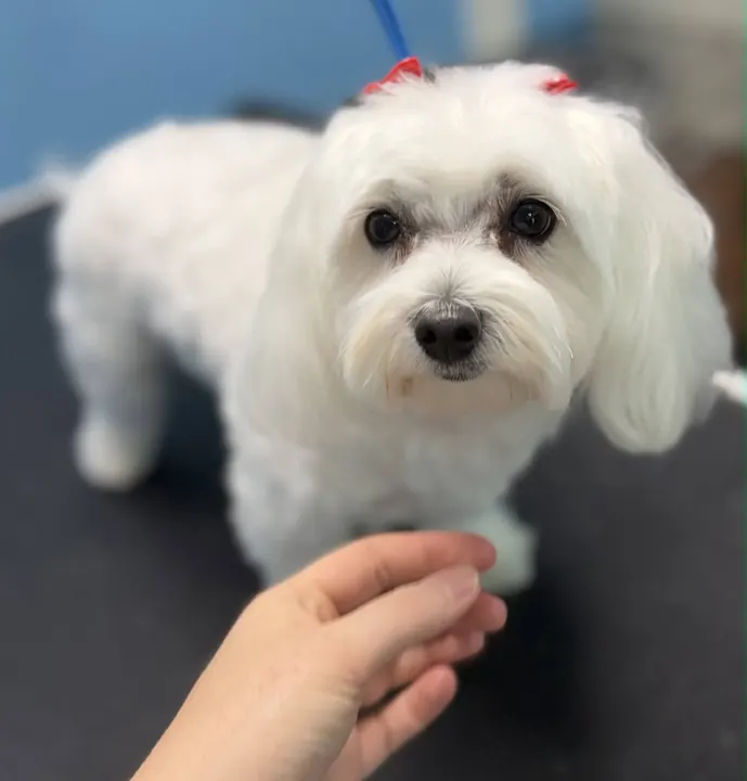 Fluffy white pup with a red bow after grooming
