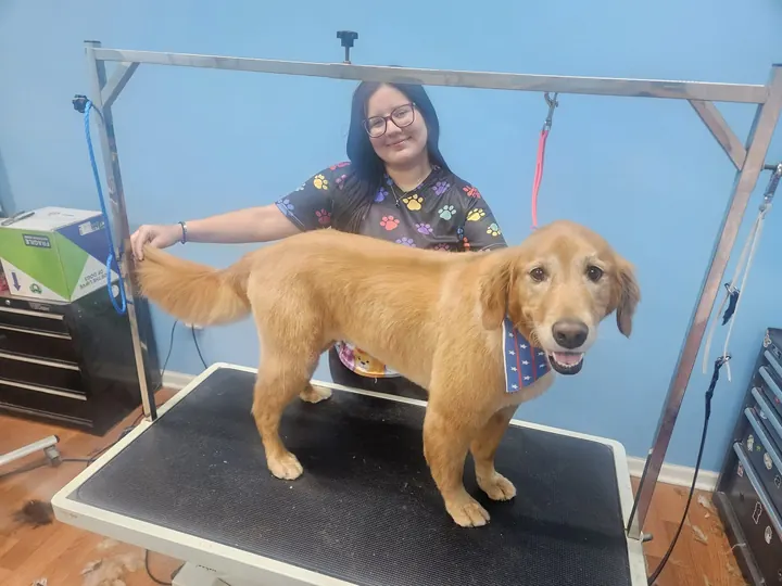 Groomer with a freshly groomed golden dog on the grooming table at Annabelle’s