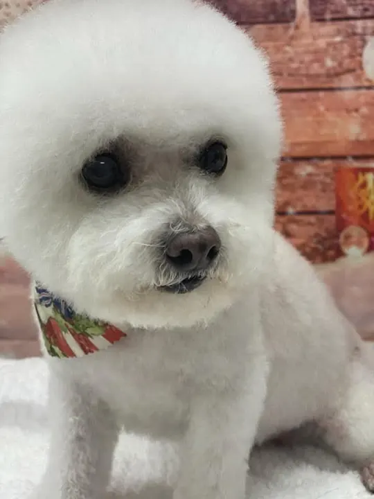 Close-up of a white pup with a rounded teddy-bear face