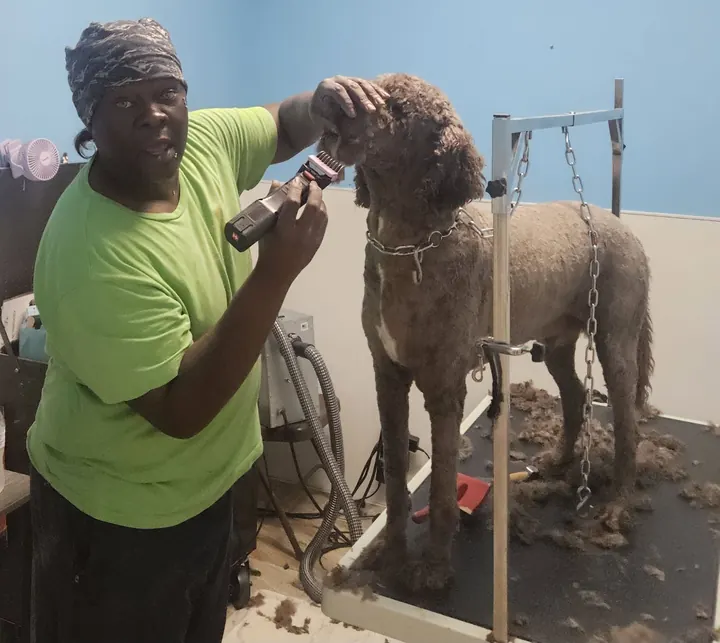 Groomer trimming a chocolate doodle on the grooming table