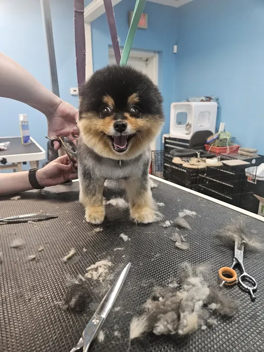 Pomeranian on the grooming table mid-trim