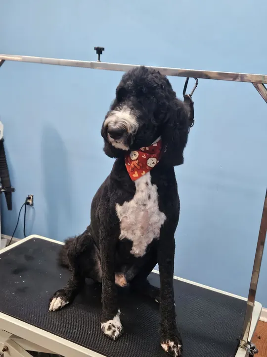 Black and white poodle mix wearing a bandana after grooming