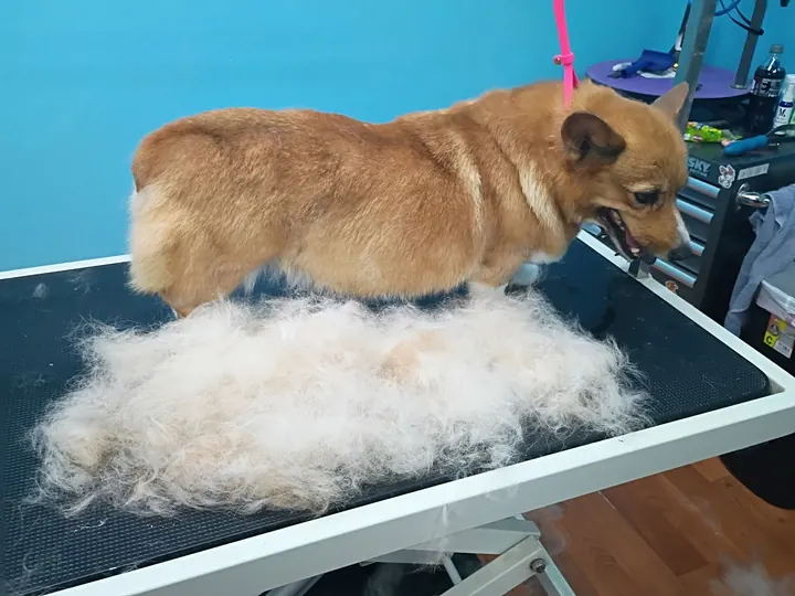 Fluffy dog beside a big pile of brushed-out undercoat