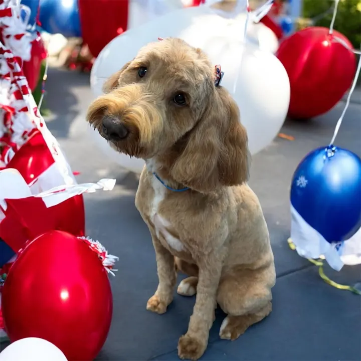 Apricot doodle posing with red, white and blue balloons