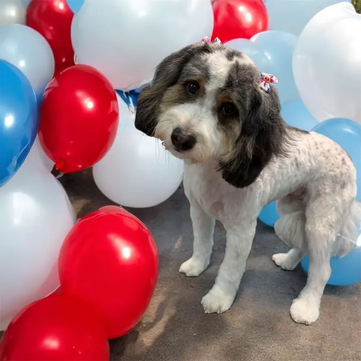 Parti-color doodle posing with patriotic balloons