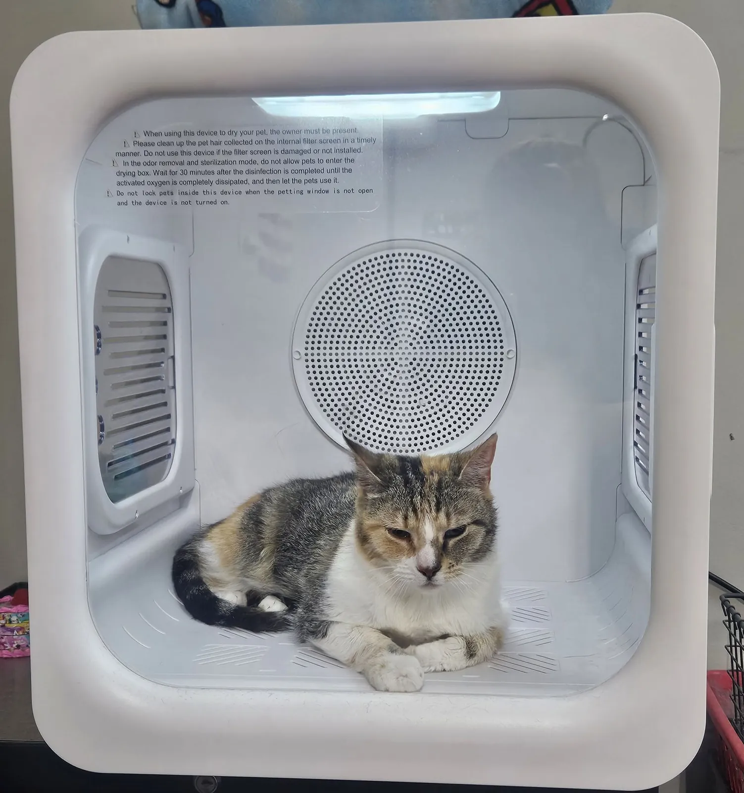 Tabby cat relaxing in the salon’s enclosed cat dryer