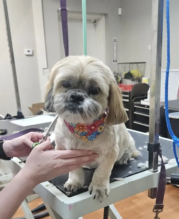 Shih Tzu wearing a bandana after grooming