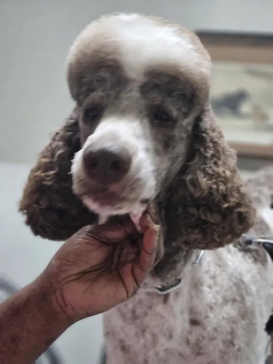 Brown and white parti poodle with a fresh face trim