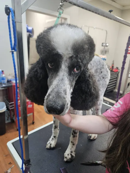 Black and white parti poodle on the grooming table