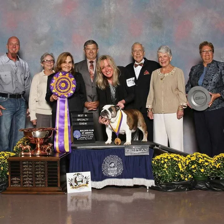 Annabelle’s Best in Specialty Show photo from the Bulldog Club of America National Specialty, October 2017