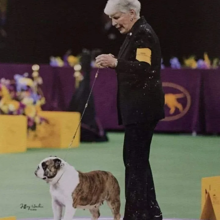 Annabelle and her handler in the ring at the Westminster Kennel Club Dog Show