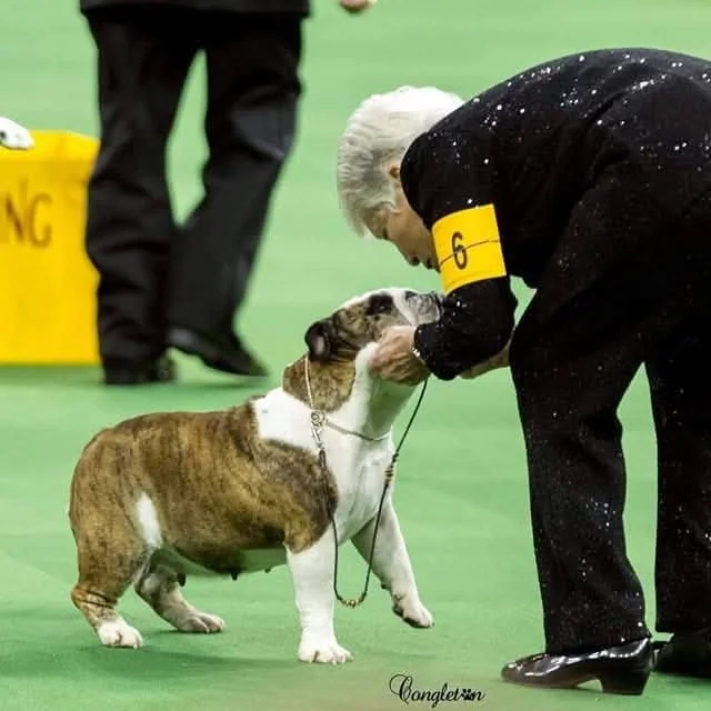 Annabelle sharing a sweet moment with her handler in the ring at Westminster