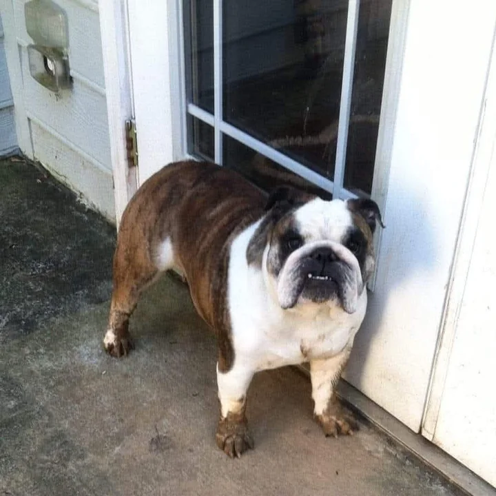 Annabelle waiting at the door with muddy paws