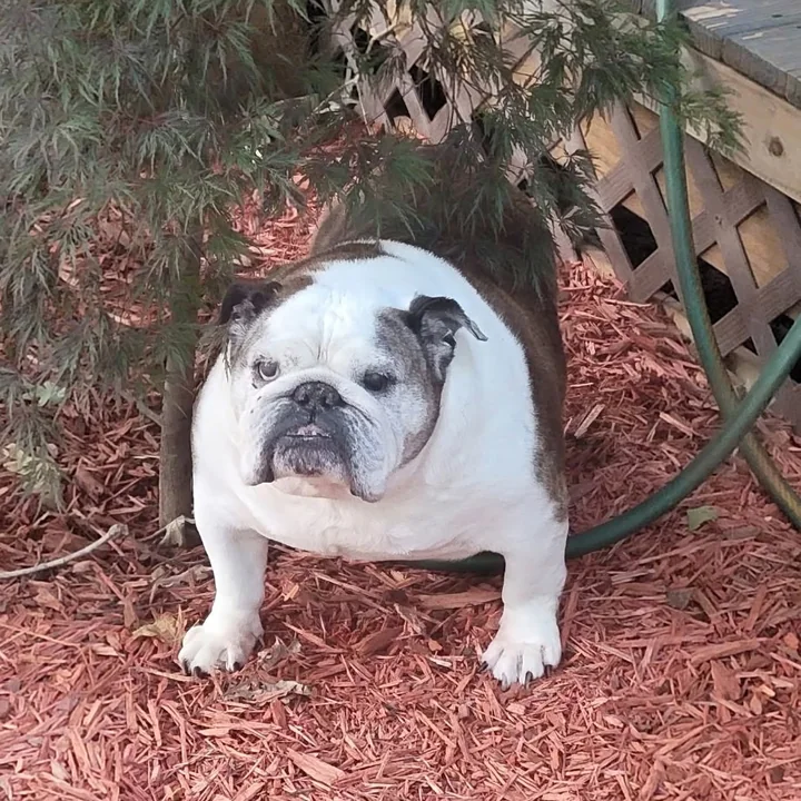 Annabelle standing under a tree in the backyard
