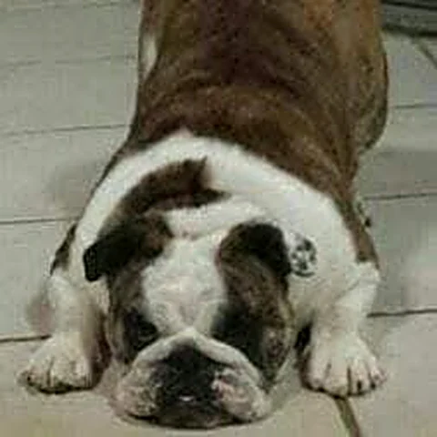 Annabelle stretched out on the floor