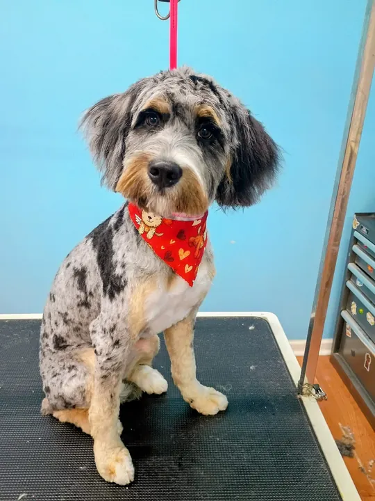 Merle doodle with a red bandana sitting on the grooming table