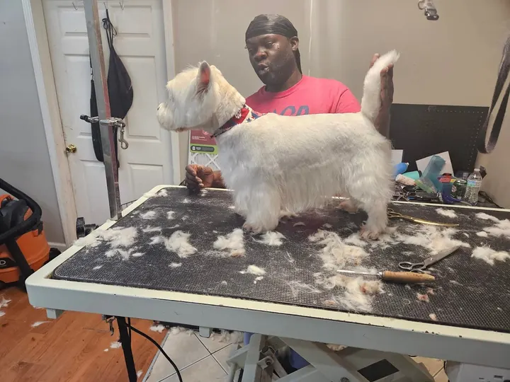 Groomer finishing a white terrier on the grooming table