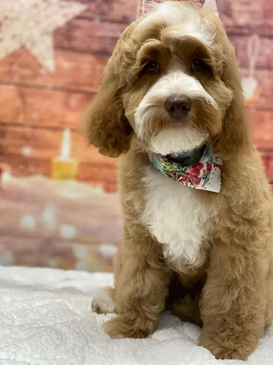 Brown doodle wearing a floral bandana after a groom