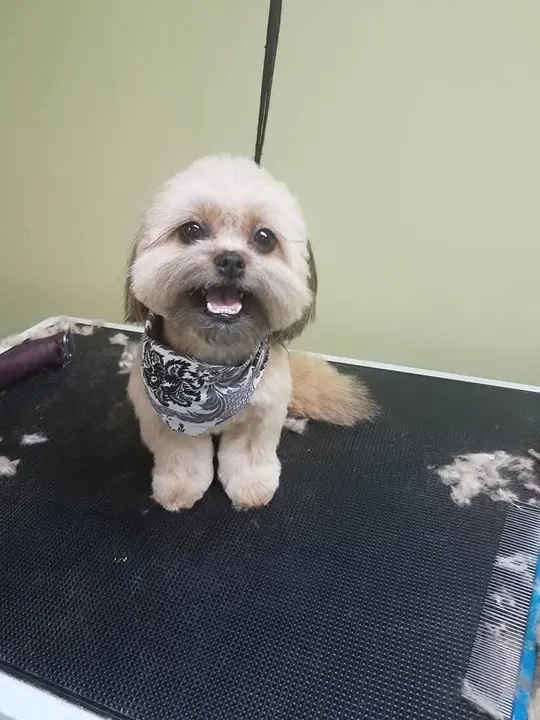 Smiling small pup with a bandana on the grooming table
