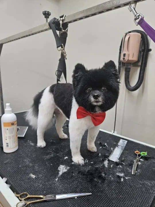 Black and white pup with a red bow tie after a groom