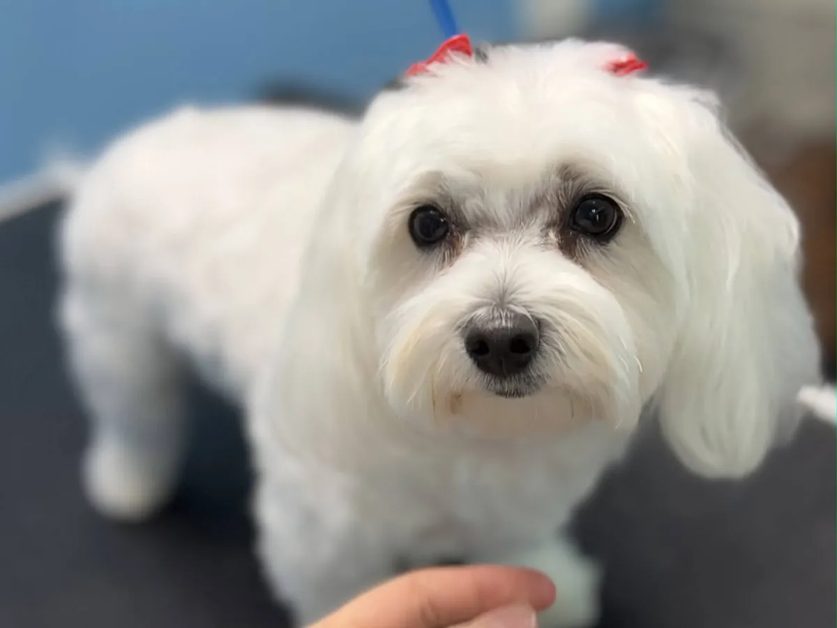 Fluffy white pup with a red bow after grooming at Annabelle’s