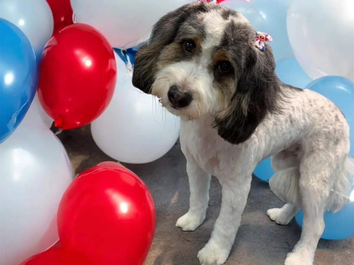 Freshly groomed parti-color doodle posing with red, white and blue balloons