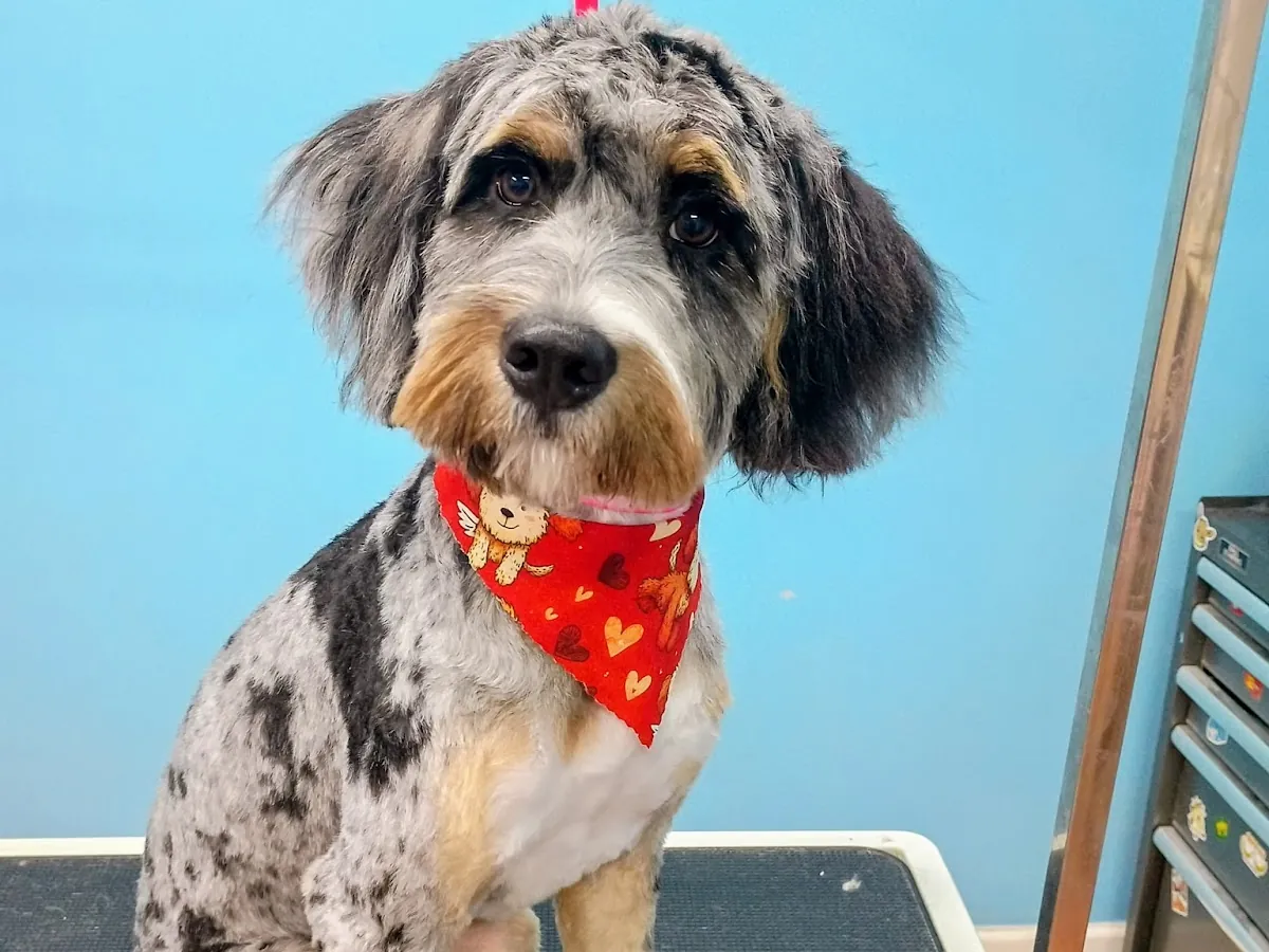 Freshly groomed merle doodle with a red bandana on the grooming table