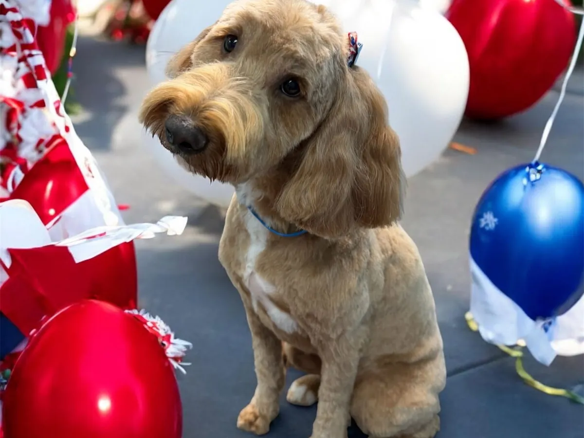 Happy apricot doodle after a groom at Annabelle’s
