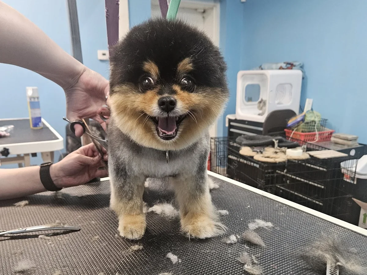 Pomeranian on the grooming table mid-trim at Annabelle’s